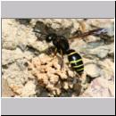 E-Odynerus spinipes w03 beim Schornsteinbau.jpg